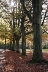 autumn beechwood 4