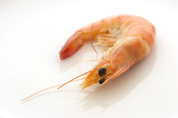 prawn