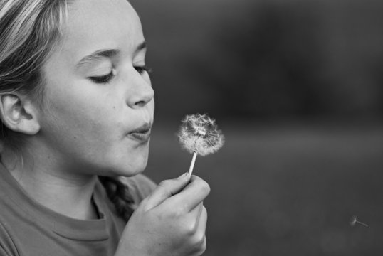 puste die pusteblume