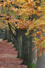 Fototapeta na wymiar autumn beech tree avenue 5