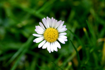 Obraz premium fleur du jardin