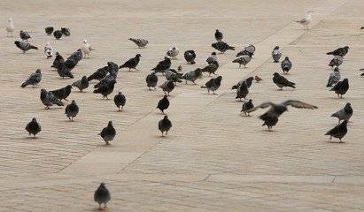 les pigeons du louvre