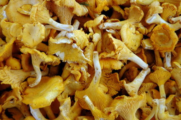 chanterelle mushrooms