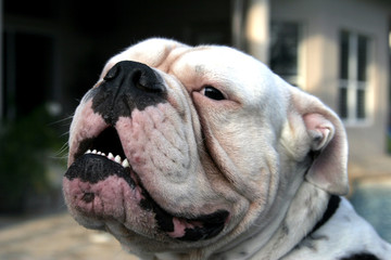 bulldog