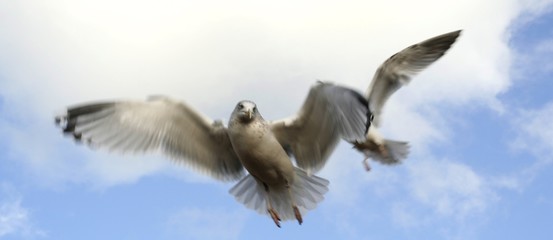 Obraz premium seagulls