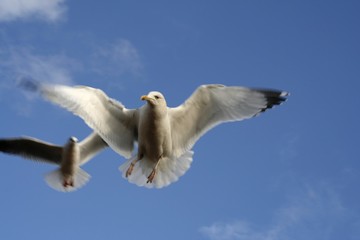 seagulls