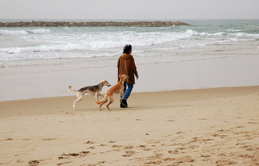 walking dogs on winter beach