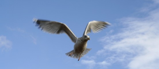 seagulls