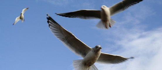 seagulls