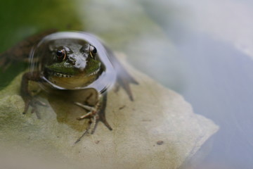 ribbit