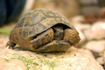 turtle