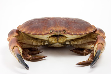 fruit de mer