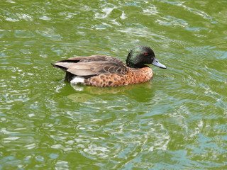 chestnut teal