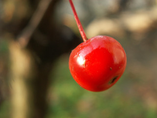 wild apple