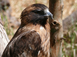 whistling kite