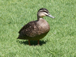 pacific black duck