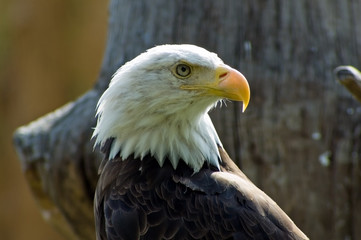bald eagle
