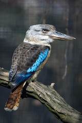 blue-winged kookaburra