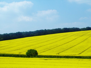 yellow crop field