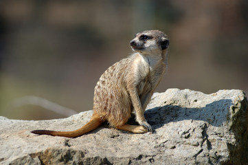 meerkat