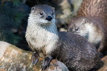 otter