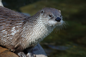 otter