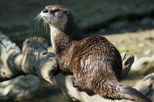 river otter