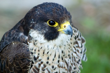 falcon