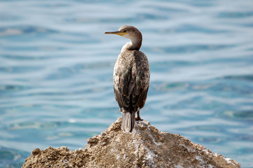 cormoran sur rocher