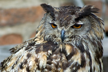 stock owl