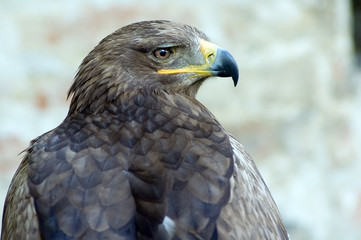 eagle