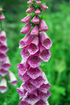 foxglove