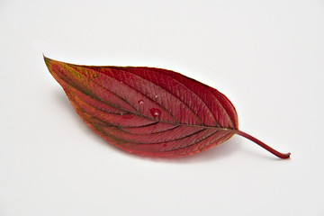 leaf