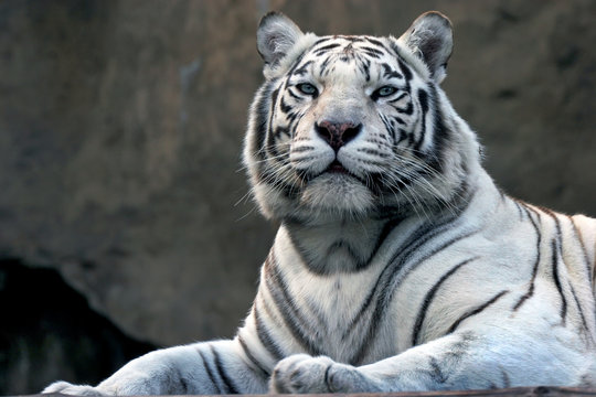 bengali tiger in zoo