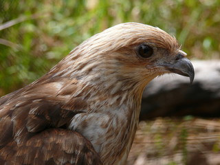 kite