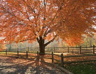 autumn glory