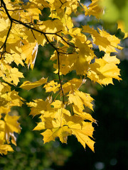 autumn branch maple