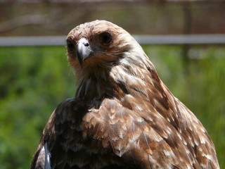 kite