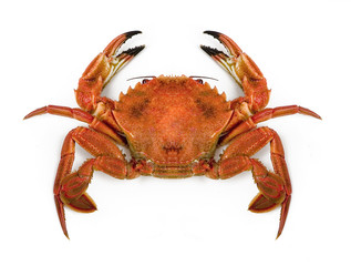 necora