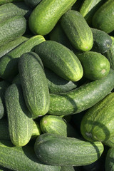 pickle cucumbers