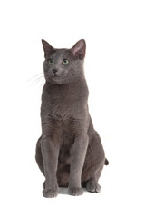 cat isolated on white