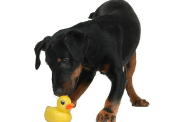 doggy playing with duck