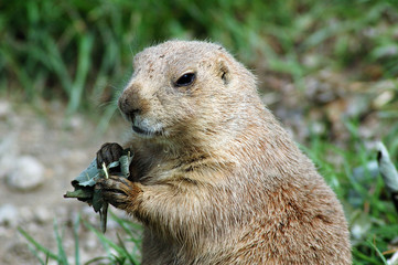 european suslik