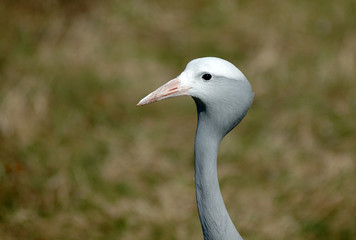 blue crane