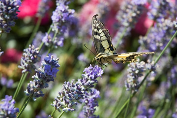 swallowtail butterfly