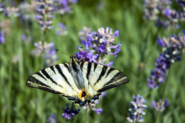swallowtail
