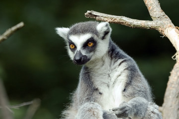 Obraz premium lemur catta