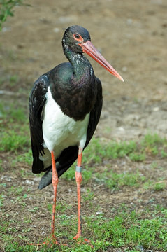 black stork