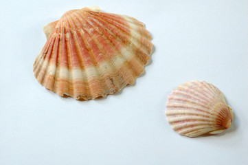 shells
