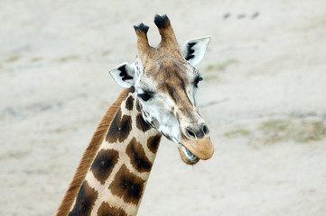 Obraz premium Giraffa